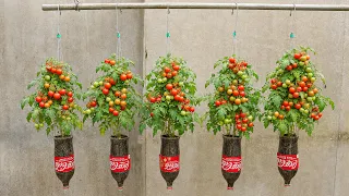 Small space - Don't throw away bottles - Grow tomatoes this way