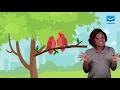 Reproductive System In Birds