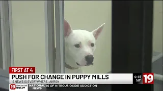 Ohio puppy mill bill targets inspections veterinary oversight