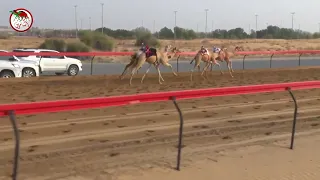 سباق الفطامين بميدان سيف العرب الأحد 2023 07 23 الشوط 8 شاهين لـ حمد محمد علي عويمر الدرعي 