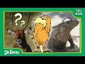 Learn and Test Your Animal Knowledge With The Lorax The Lorax Nature Keepers Club Dr Seuss