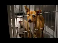 SF Animal Care and Control Emergency Exercise Drill