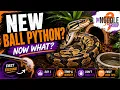 New Ball Python Avoid These First Week Mistakes