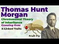 Chromosomal Theory of Inheritance X Linked Traits Thomas H Morgan Crossing Over Genetic Map