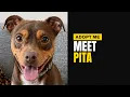 Meet Pita Adoptable Rescue Dog TLRD Virtual Adoption
