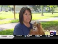 Lost pet scam targets Green Bay dog owner on Facebook
