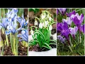 55 Early Middle and Late Spring Flowers For Your Garden