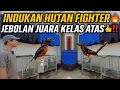 Download Lagu LUAR BIASA‼️ MURAI TROTOL INDUKAN HUTAN FIGHTER🔥 JEBOLAN JUARA KELAS ATAS \u0026 MULAI TERNAK SENDIRI‼️