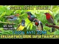 Download Lagu Suara pikat sogon | Suara pikat burcil | Mp3 pikat burung ampuh yang lagi viral 2025