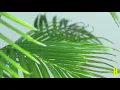 Mike Mago - Recognise