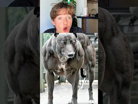 How Animals Look With Muscles😳… @SpeedMcQueen