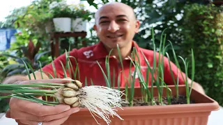 لن نشتري الثوم بعد اليوم 