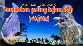 variasi terbaik rambatan paruh merah dan siri siri kecil