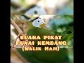 Download Lagu Full HD suara pikat PUNAI KEMBANG ( WALIK HAJI ) 100% Original