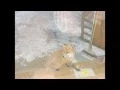 Rey619 new Dog Fox