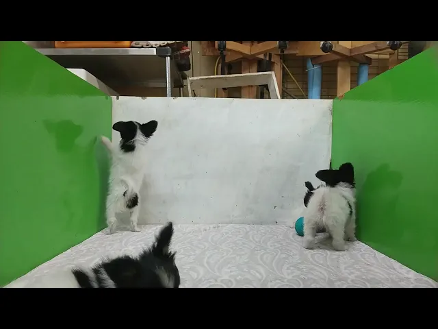 動画