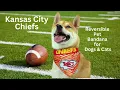 Best Kansas City Chiefs Gear for Dogs Cats