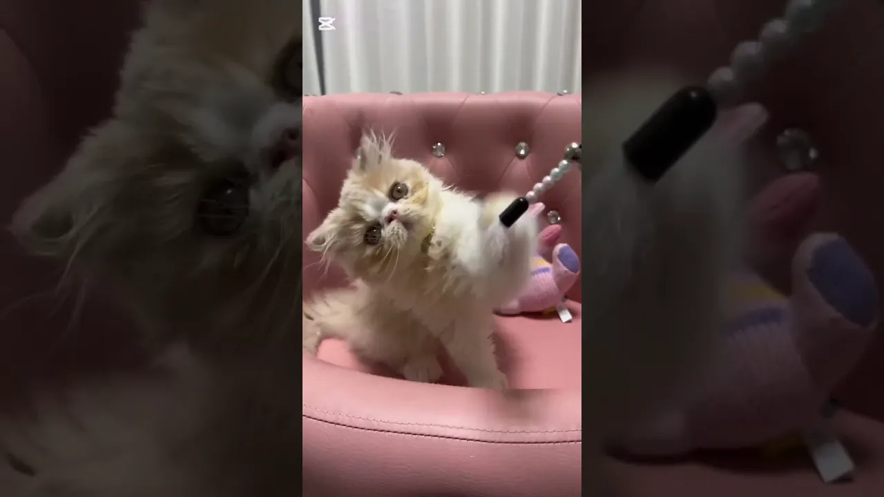 動画