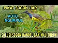 Suara Pikat Sogon | Solusi Sogon Bandel Tidak Mau Turun 