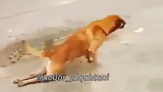 شوف الكلب ابن الكلب بيساهبل علينا ازاى دندنها