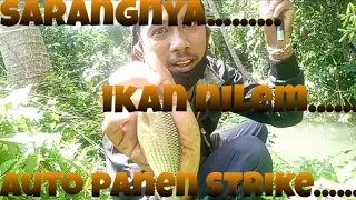 Download Mancing di satu titik.......!!!!! Ternyata sarangnya ikan nilem.pesta strike👍👍👍 MP3