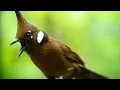 Download Lagu Speed Rapat Suara Burung Cililin Coklat