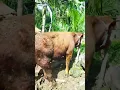 Download Lagu sapi lanang
