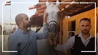 سعرها 50 ألف دولار الفرسة أفراح تتألق في مهرجان الشرقية للخيول العربية 