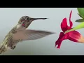 Only bird that can fly forward backward upside-down and hover Hummingbird