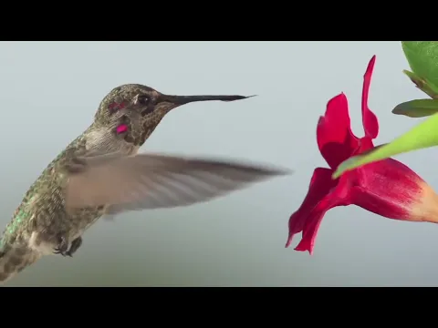 Only bird that can fly forward backward upsidedown and hover Hummingbird
