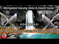 Download Lagu suara terapi burung macet bunyi dengan suara masteran poksay hongkong