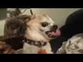 Doggy Lick WhatsApp GIF Available to share with friends