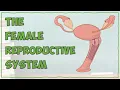 The Female Reproductive System