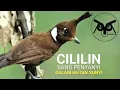Download Lagu BURUNG CILILIN ,Sang penyanyi Dalam Hutan Yang Sunyi