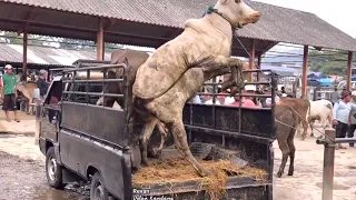 KUMPULAN SAPI NGAMUK GALAK TERBARU, kaki sampai patah 🔥