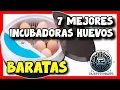 The 7 BEST GOOD and CHEAP Egg Incubators on Amazon 2025 Chickens