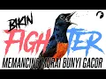 Download Lagu PANCINGAN MURAI BATU AGAR EMOSI DAN GACOR  BONGKAR ISIAN