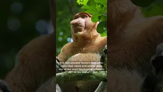 Proboscis Monkey The Big-Nosed Swimmer