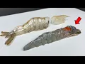 Why Shrimps Look Like Insects - Shrimp Dissection