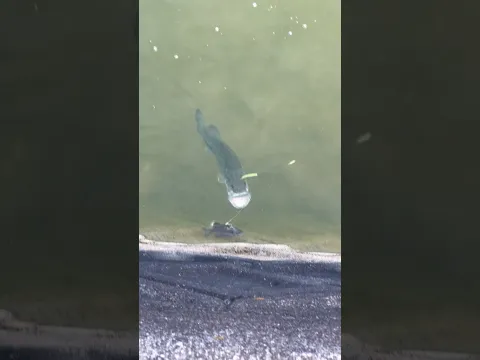 圧力が半端じゃない魚。