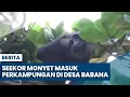 Diduga Kelaparan, Seekor Monyet Masuk Perkampungan di Desa Babana Mamuju Tengah