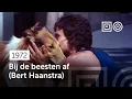 Download Lagu Ape and Super-Ape / Bij de beesten af (Bert Haanstra, 1972) [4K]