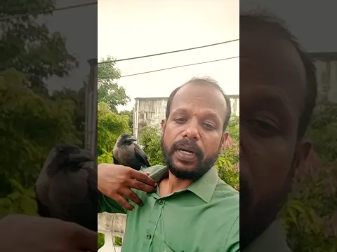 காகா