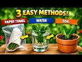 Christmas Cactus Propagation Guide - How to Propagate a Christmas Cactus