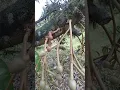 Lagu jangan lakukan hal ini pada saat pohon durian sedang berbunga||bisa fatal akibatnya