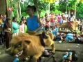 Download Lagu ATRAKSI SULAP SINGA _ DUA PUTRA SHOW DUKUH KRUPUK 15 APRIL 2016 NEW