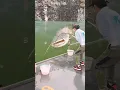 Download Lagu OH MY GOD! JORAN SAMPAI MELENGKING MANCING DI KOLAM DAPAT IKAN LELE RAKSASA #fishing #amazing