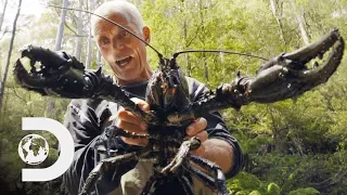 Jeremy Wade Finds Giant Crayfish Jeremy Wade s Dark Waters