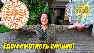 Путешествие в приют для слонов в Керале – трогательная встреча с гигантами Индии