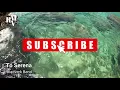 To Serena - Bladverk Band - Jazz piano - With Videos 4k